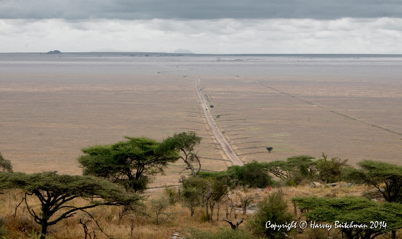 The Serengeti_HBA1286.jpg